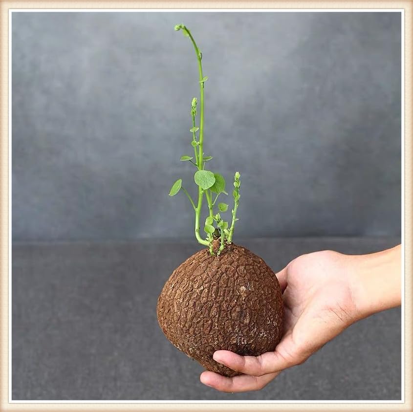 🌿 – The Everlasting Green Wonder 🌱✨, a unique plant to elevate your space with natural beauty! 🌼💚