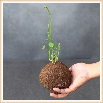 🌿 – The Everlasting Green Wonder 🌱✨, a unique plant to elevate your space with natural beauty! 🌼💚