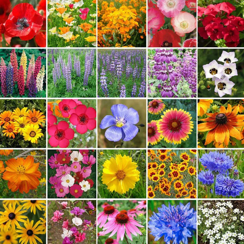 50 Patterns Flowers + Climbing Rose (Multi Colour Red, Pink, Black All Rare And Imported Flowers) Buy 1 Get 1 Free