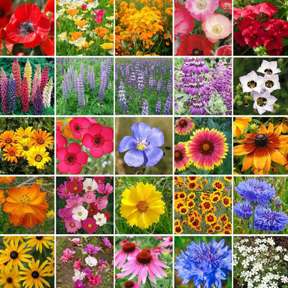 50 Patterns Flowers + Climbing Rose (Multi Colour Red, Pink, Black All Rare And Imported Flowers) Buy 1 Get 1 Free