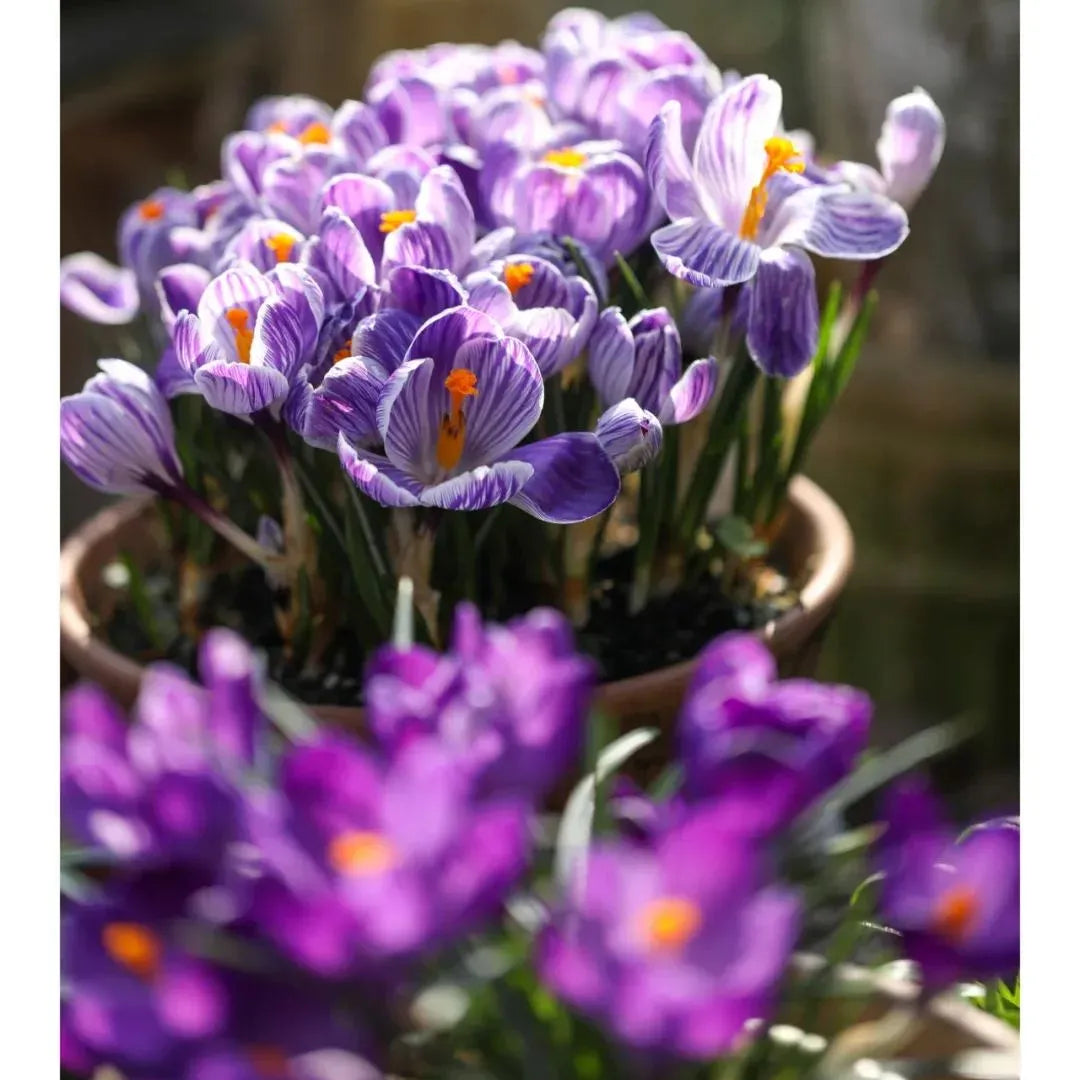 Saffron Bulbs 🔥free plant growth supplement🔥