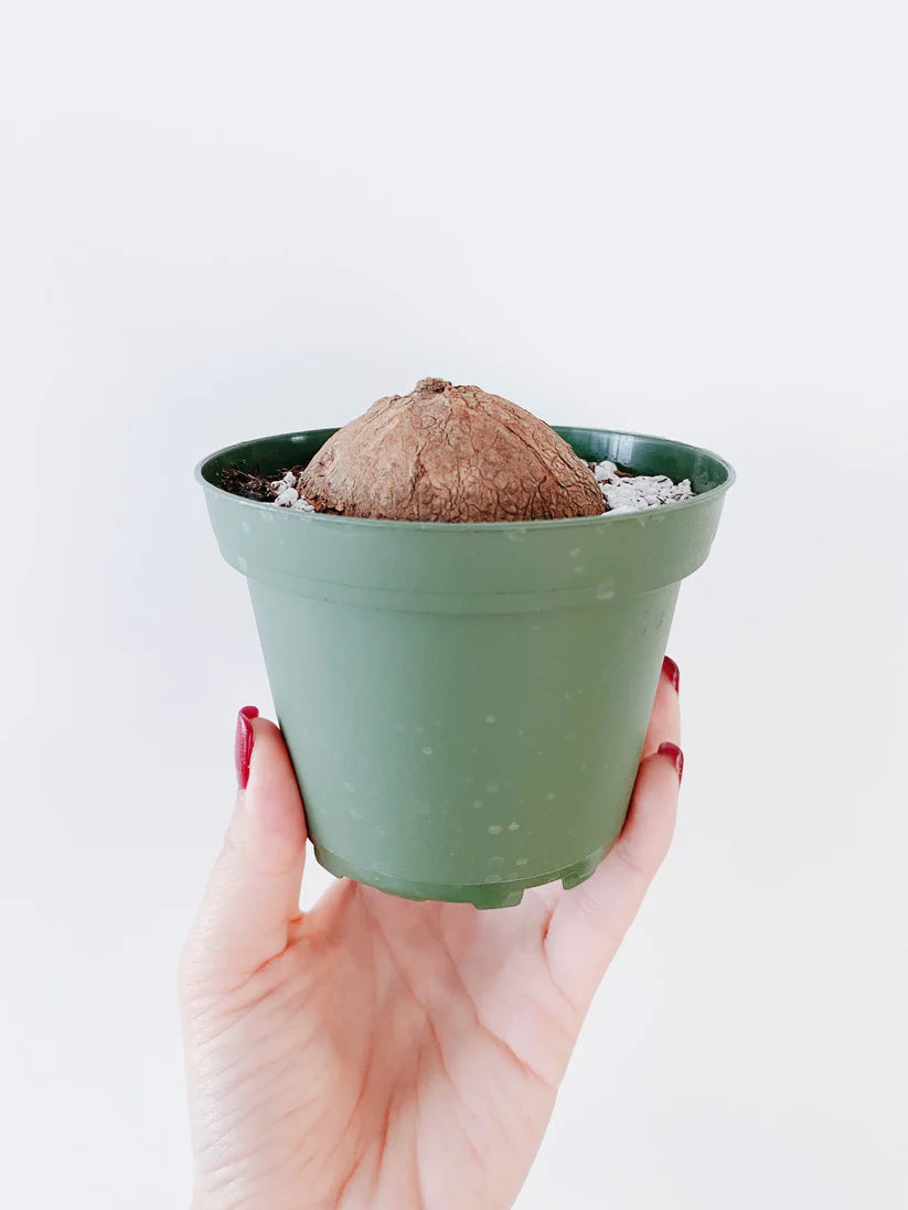 🌿 – The Everlasting Green Wonder 🌱✨, a unique plant to elevate your space with natural beauty! 🌼💚