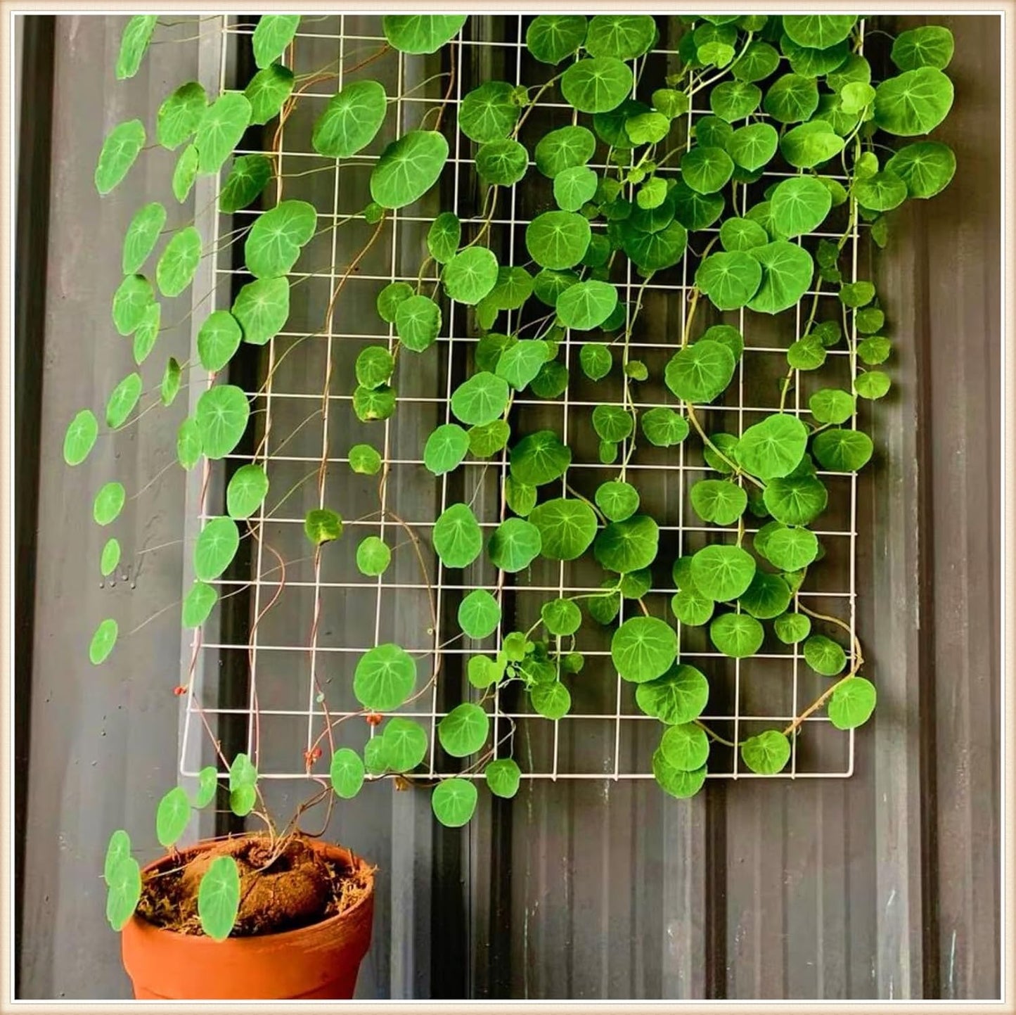 🌿 – The Everlasting Green Wonder 🌱✨, a unique plant to elevate your space with natural beauty! 🌼💚