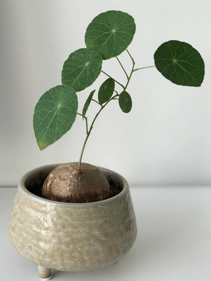 🌿 – The Everlasting Green Wonder 🌱✨, a unique plant to elevate your space with natural beauty! 🌼💚