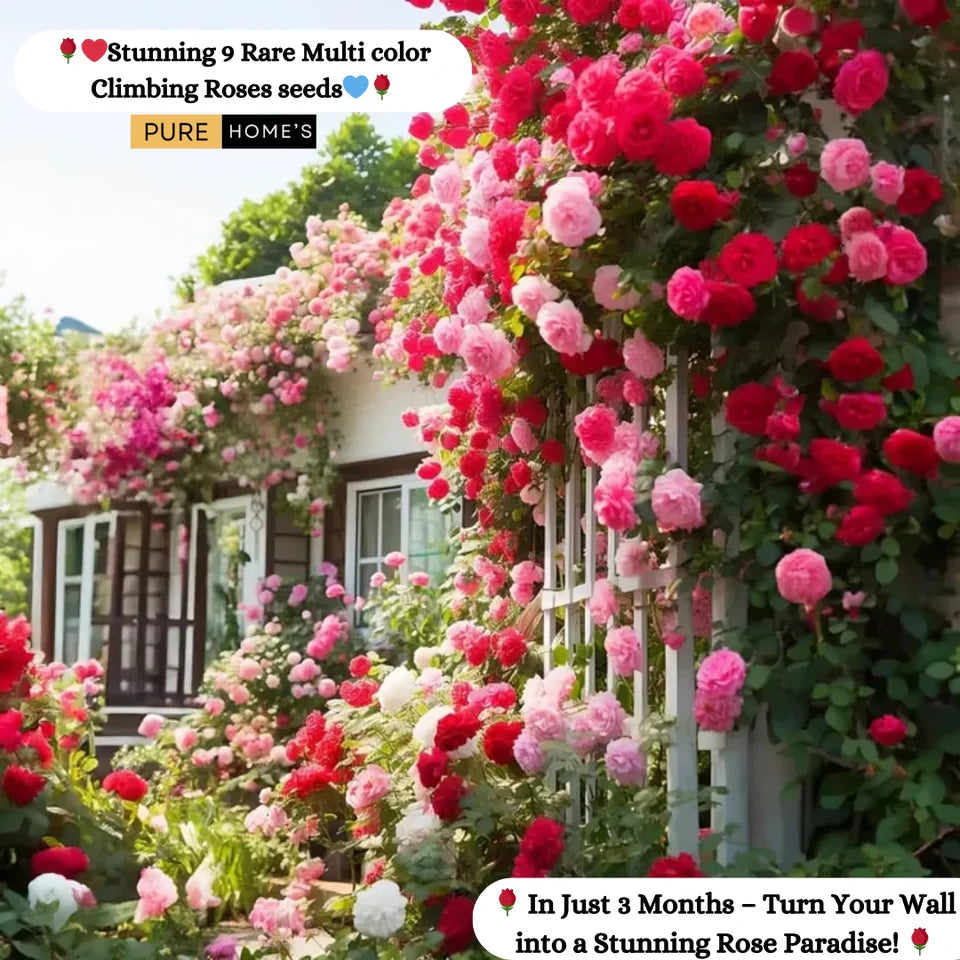 50 Patterns Flowers + Climbing Rose (Multi Colour Red, Pink, Black All Rare And Imported Flowers) Buy 1 Get 1 Free