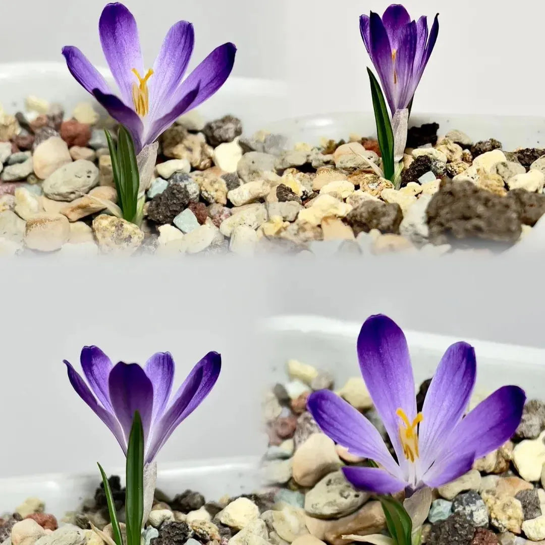 Saffron Bulbs 🔥free plant growth supplement🔥
