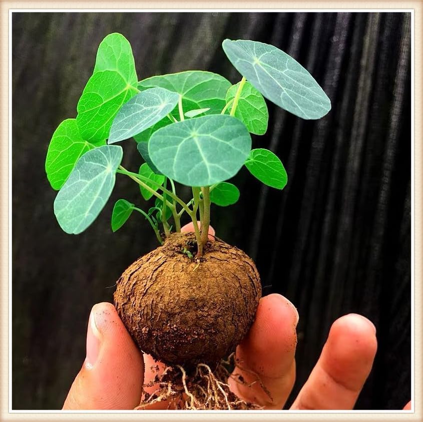 🌿 – The Everlasting Green Wonder 🌱✨, a unique plant to elevate your space with natural beauty! 🌼💚