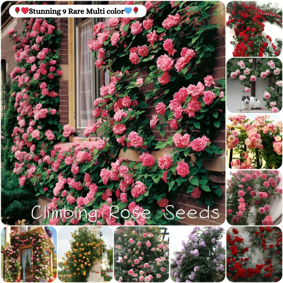 50 Patterns Flowers + Climbing Rose (Multi Colour Red, Pink, Black All Rare And Imported Flowers) Buy 1 Get 1 Free