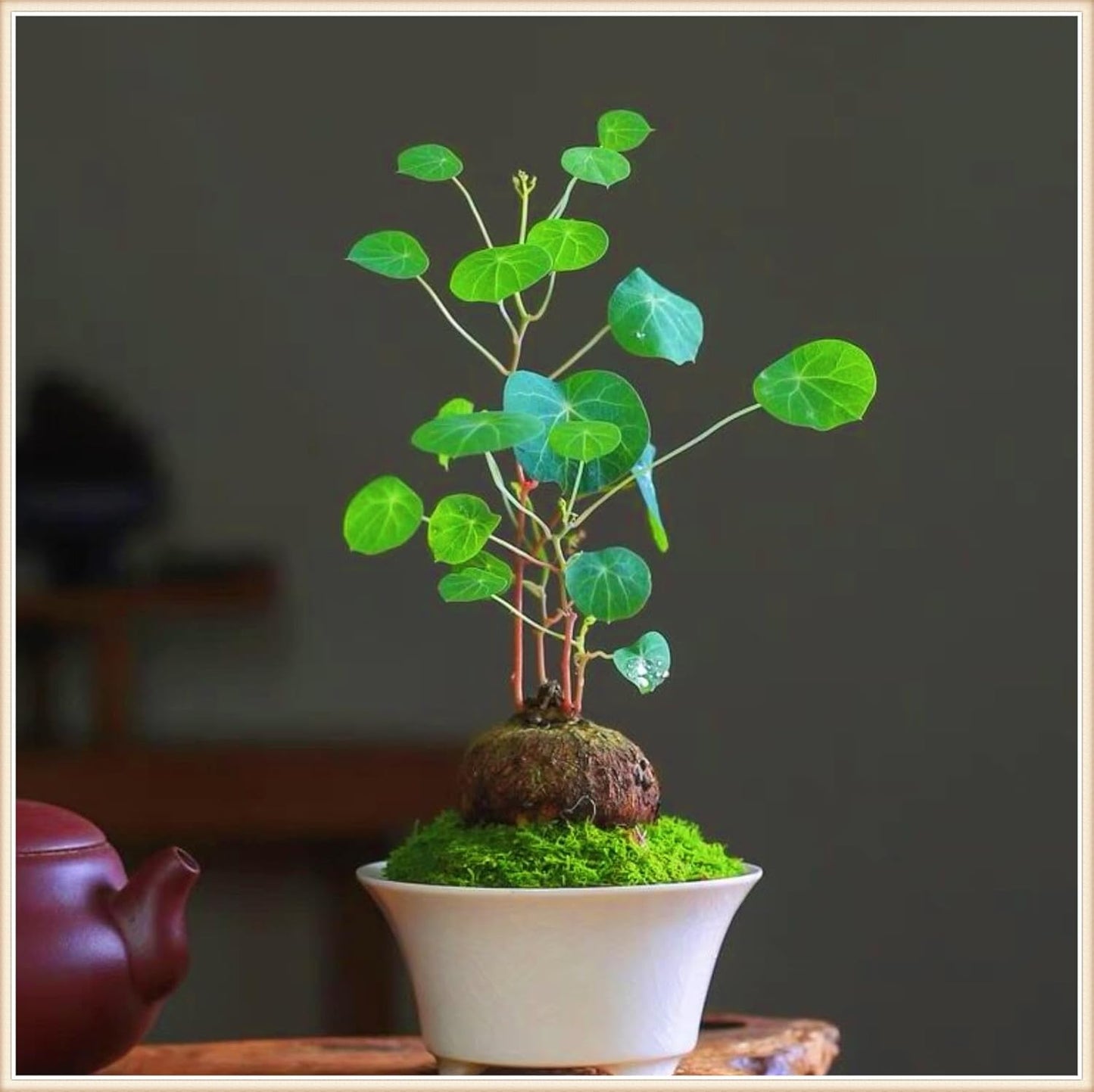 🌿 – The Everlasting Green Wonder 🌱✨, a unique plant to elevate your space with natural beauty! 🌼💚