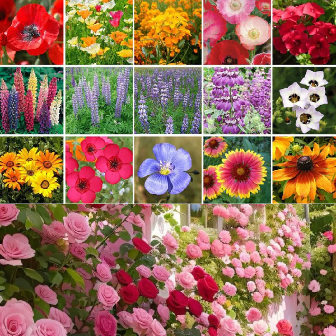 50 Patterns Flowers + Climbing Rose (Multi Colour Red, Pink, Black All Rare And Imported Flowers) Buy 1 Get 1 Free
