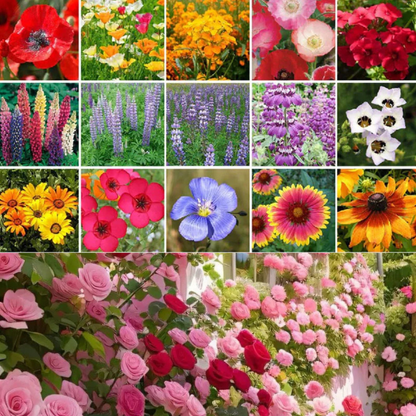 50 Patterns Flowers + Climbing Rose (Multi Colour Red, Pink, Black All Rare And Imported Flowers) Buy 1 Get 1 Free