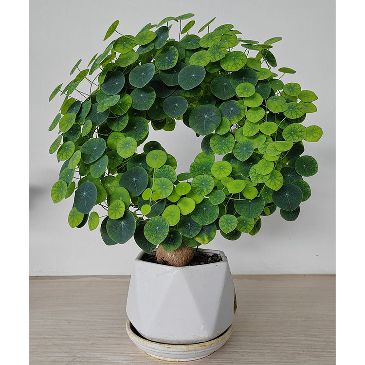 🌿 – The Everlasting Green Wonder 🌱✨, a unique plant to elevate your space with natural beauty! 🌼💚