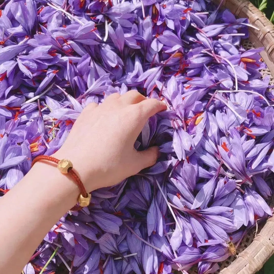 Saffron Bulbs 🔥free plant growth supplement🔥