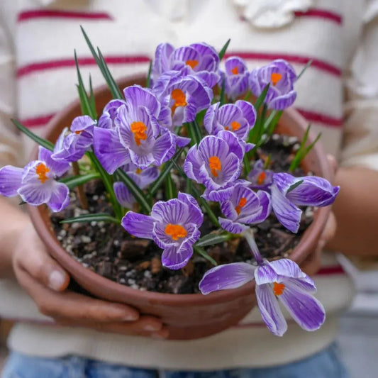Saffron Bulbs 🔥free plant growth supplement🔥