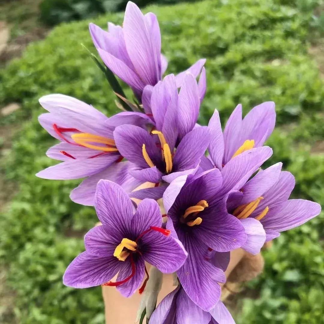 Saffron Bulbs 🔥free plant growth supplement🔥